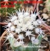COPIAPOA columna - alba GCG 15329b, f. white spines ex Gerardo Snicer, 5 cm pot, seedling