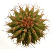 UEBELMANNIA buiningii f. green RNK 55, 5 cm pot, 3 pcs. SEEDLINGS