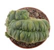 LOPHOPHORA alberto-vojtechii f. cristate, 8 cm pot, grafted offset