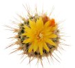 UEBELMANNIA meninensis HU 108, 5 cm pot, SEEDLING