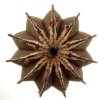 UEBELMANNIA pectinifera type form HU 106, Mendanha, 4 cm pot, SEEDLING