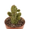 PSEUDOLITHOS dodsonianus, 5 cm pot, own roots, rooted offset