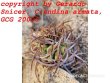 COPIAPOA andina armata II. GCG 20000, E of Punta Colorada, SEEDLING