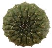 EUPHORBIA gymnocalycioides, 6 cm pot, own roots, rooted offset