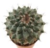 STROMBOCACTUS corregidorae VM 974, 6,5 cm pot, 3 pcs., SEEDLINGS