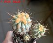 COPIAPOA gigantea PTT 30, 7 cm pot, 3 pcs. SEEDLINGS