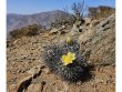 COPIAPOA cinerea var. horrida GCG 16793, 5 cm pot, 3 pcs. SEEDLINGS