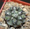 COPIAPOA columna - alba GCG 15015, L35 entronque 2., intermediate to C. cinerea