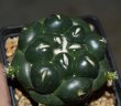 CORYPHANTHA elephantides cv. Tanshi Zougemaru f. inermis, 5 cm pot, rooted offset