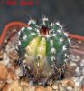 UEBELMANNIA pectinifera var. pectinifera f. variegata, 6 cm pot, SEEDLING