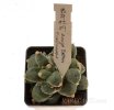 ARIOCARPUS furfuraceus cv. Zonge Batan, 7 cm pot, grafted offset