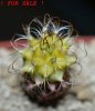 TURBINICARPUS graminispinus f. variegata GCG 12654b ex Gerardo, 4 cm pot, SEEDLING