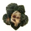 ARIOCARPUS fissuratus cv. Godzilla, 6 cm pot, grafted offset