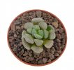 CRASSULA mesembryanthemopsis, 3 pieces, 2 - 2,8 cm, 3x  SEEDLINGS !!!