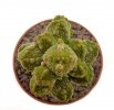 PSEUDOLITHOS caput-viperae, 2 (1,5) cm, grafted offset