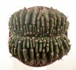 GYMNOCALYCIUM mihanovichii f. cristate, 5,3 cm, grafted offset