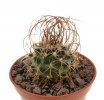TURBINICARPUS graminispinus, Provincia Nuevo Leon, 7 seeds