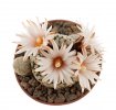 PELECYPHORA valdeziana f. white flower, 7 seeds