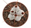 STENOCEREUS beneckei, 2,9 cm, grafted offset