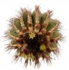 UEBELMANNIA pectinifera var. pseudopectinifera RNK 39, Trinta Réis, SEEDLING