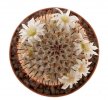 MAMMILLARIA perezdelarosae ssp. andersoniana, 7 seeds