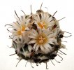 TURBINICARPUS jauernigii, 5,5 cm, SEEDLING