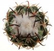 CORYPHANTHA tripugionacantha, 4,3 cm, SEEDLING 