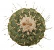 STROMBOCACTUS disciformis, 20 seeds