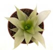 HAWORTHIA cv. Luteorosae f. variegate, 5 cm, rooted offset