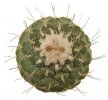 STROMBOCACTUS disciformis, 4 cm, SEEDLING