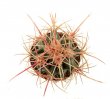 ECHINOCACTUS xeranthemoides SB 475, clone 17, 2,9 cm, rooted offset (5-6 years)