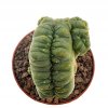 LOPHOPHORA diffusa f. monstrosa cristate,  2,7 cm, grafted offset ,