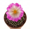 MAMMILLARIA luethyi, 1,8 cm, SEEDLING