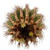 UEBELMANNIA pectinifera var. pseudopectinifera RNK 38, 1415 m., 7 seeds