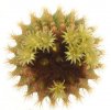 UEBELMANNIA pectinifera var. flavispina RNK 63