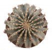 GEOHINTONIA mexicana, 7 seeds  