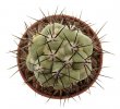 ORTEGOCACTUS macdougallii, 3 cm, own roots 