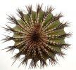 UEBELMANNIA pectinifera var. inhaiensis n.n. RNK 11, Boa Vista, Inhaí, 7 seeds
