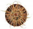 TOUMEYA papyracantha, Snow Flake, 2 cm, own roots, rooted offset