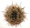 PYRRHOCACTUS umadeave, 3,8 cm,  grafted SEEDLING