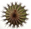 UEBELMANNIA pectinifera var. inhaiensis n.n. f. long spines selection, 5,8 cm, grafted offset