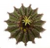 UEBELMANNIA pectinifera var. multicostata, 6,3 cm, grafted offset