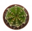 AZTEKIUM ritteri f. intercostatum GCG 10888, Puente Ciprian, 0,8-1 cm, SEEDLINGS