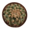 PEDIOCACTUS nigrispinus MDF 95.027, Jefferson Co, OR (Mesa), 4,3 cm, SEEDLING