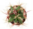 FEROCACTUS haematacanthus clone 2, 6,5 cm, grafted offset