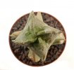 WHITESLOANEA crassa, 3,4 (2,8) cm, grafted offset