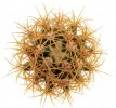 FEROCACTUS johnstonianus Isla Angel de la Guarda, 2,5 cm, grafted offset