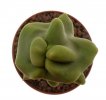 LOPHOCEREUS schottii f. monstrose, 7 cm, rooted offset