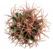ECHINOCACTUS parryi, 7 cm, rooted offset