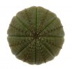 EUPHORBIA obesa, pot 8 cm, 2 PIECES, 2x SEEDLINGS